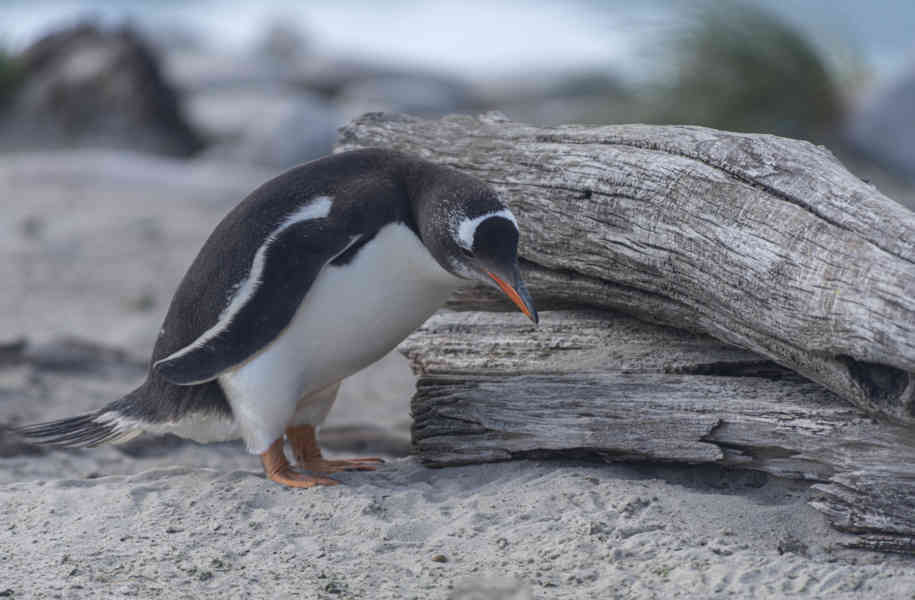 Pingüino Papua o Gentoo - islas Falkland o Malvinas 09.jpg